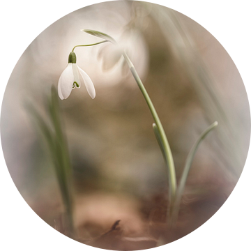 They are there again. snowdrops.... van Bob Daalder