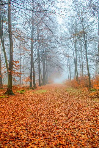 Voetpad bedekt met gevallen rode bladeren in een mistig herfstbos