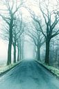 Fog avenue by Kirsten Warner thumbnail
