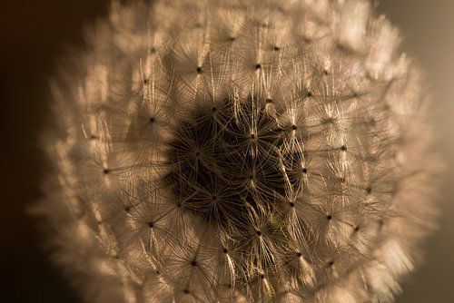 Warme kleuren: Pluizenbol in het warme gouden licht