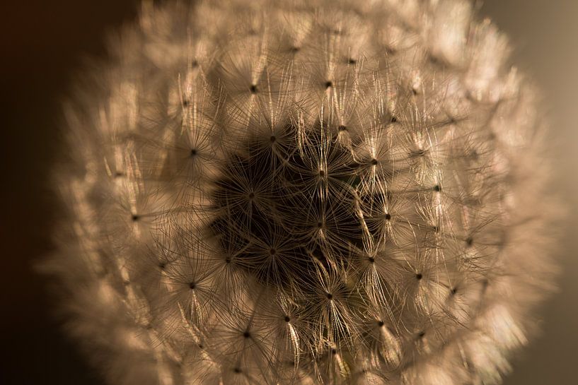 Couleurs chaudes : Boule molle dans une lumière chaude et &quot;dorée&quot;. par Marjolijn van den Berg