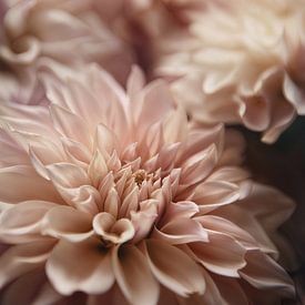 Rosa Dahlien Liebe von Yvette Moeskops