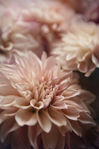 Pink Dahlia love