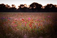 Wilde bloemen, bloemenveld