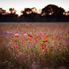Wilde bloemen, bloemenveld by Hilda Koopmans