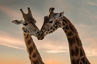 Giraffen liefde van Marjolein van Middelkoop thumbnail