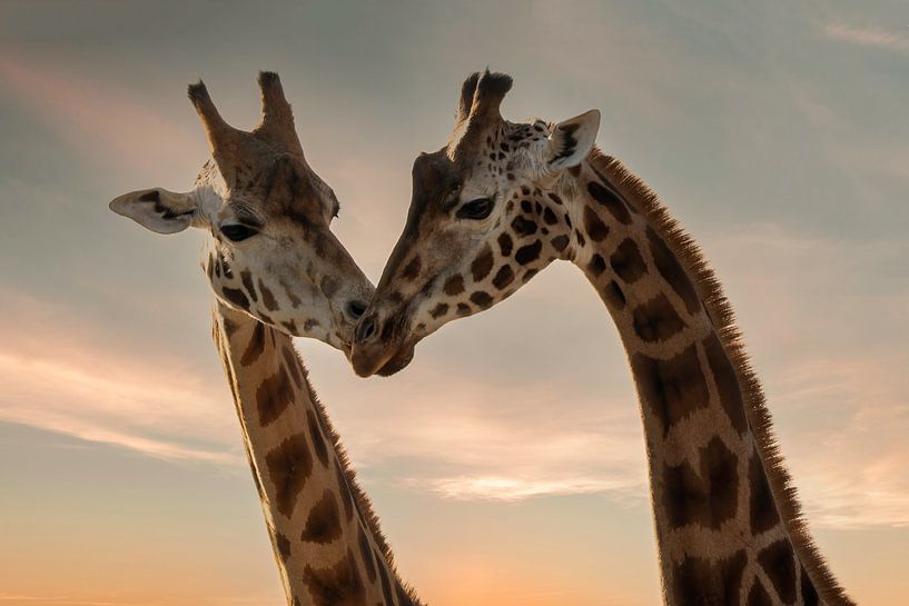 Giraffen lieben von Marjolein van Middelkoop