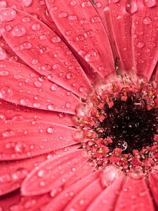 Gouttes d'eau sur une fleur de gerbera sur Lorena Cirstea