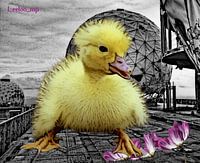 Lost place rebel chick