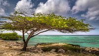 Savaneta Beach Aruba