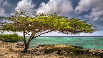 Plage de Savaneta Aruba