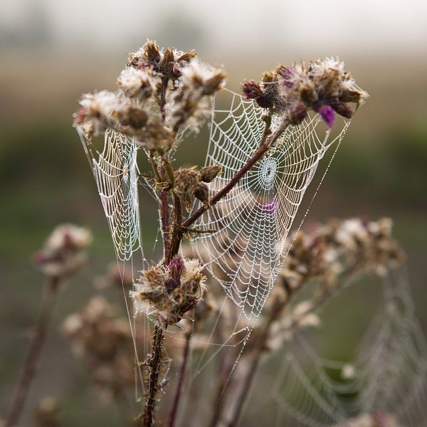 Ontdek de Betoverende Schoonheid van de Ochtendmist: Unieke Foto van Spinnenweb en Paars Heidegebied van Eriks Photoshop