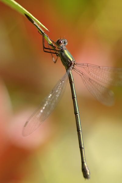 panserjuffer by Teus Kooijfotografie