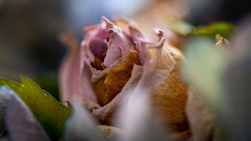 Flowering pink rose in autumn tint by Jenco van Zalk