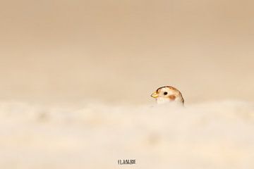 Sneeuwgors verstopt tussen het Texelse zand van Nature Laurie Fotografie