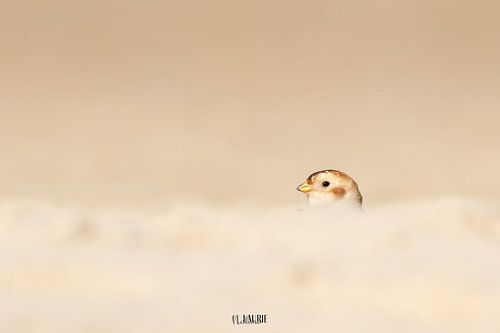 Sneeuwgors verstopt tussen het Texelse zand