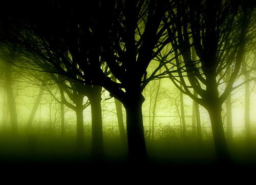 Mystery trees