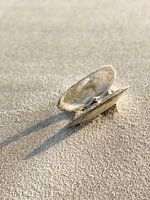 shell