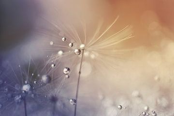 Soaked wishes by Angelique Brunas