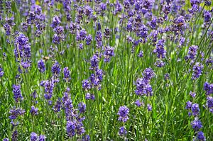 Lavendel