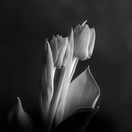 bei vollem Licht #005