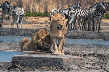 African lion pair at a waterhole in Namibia by Patrick Groß