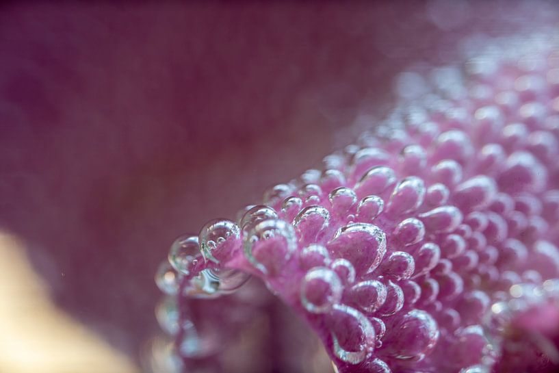 Rosenblüte von @Unique