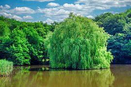 Vue du saule dans l'étang du château de Grillenberg, près de Sangerhausen. sur Andreas Völkel