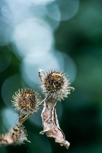 Blooming thistle by Marianne Rouwendal