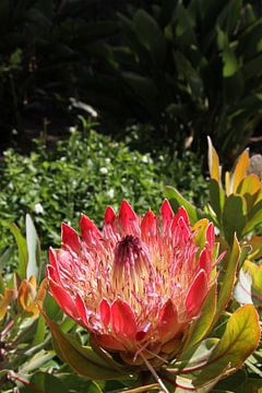 Protea, nationale bloem van Zuid-Afrika van Jan Roodzand