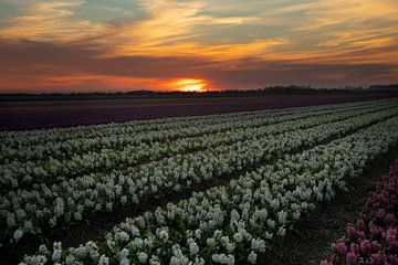 Bollenvelden in Nederland tijdens zonsondergang. Hyacinten.