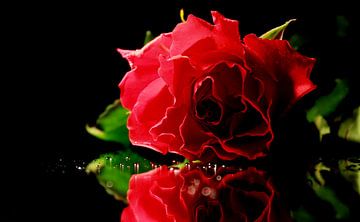 Colored rose sur Linda Jacobs
