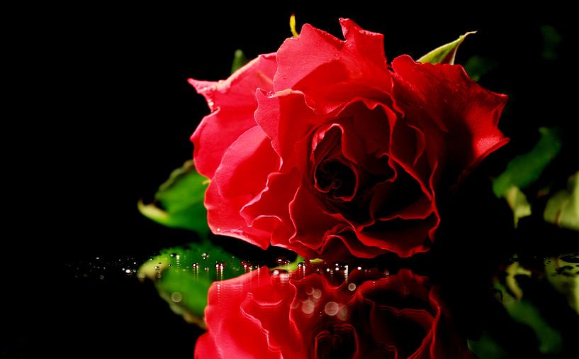 Colored rose par Linda Jacobs