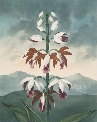 De China Limodoron, Robert John Thornton