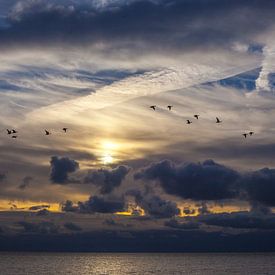 Geese over the sea of Texel by Natuurlijk schoon