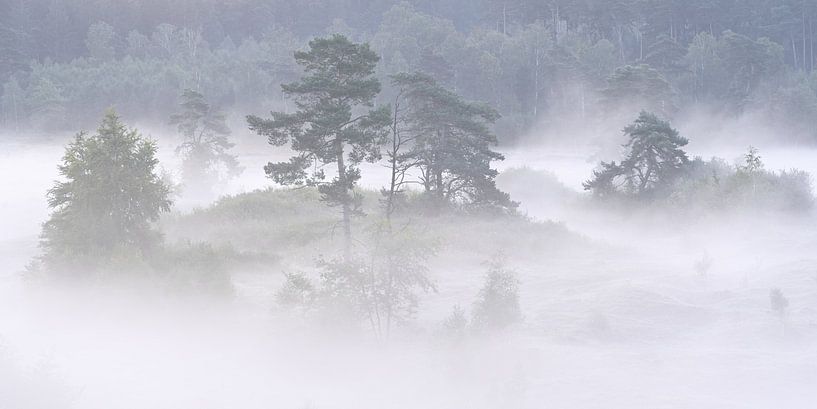 Morning fog - harbingers of the approaching autumn by Rolf Schnepp