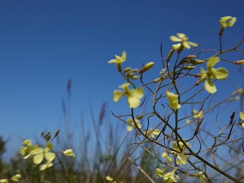 Knopherik in beweging op de Kwade Hoek van Ton Van Zeijl