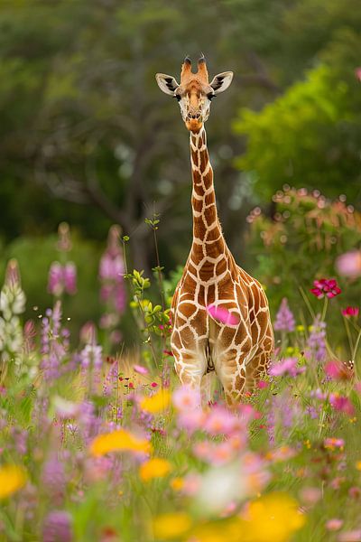 Giraffe von Poster Art Shop