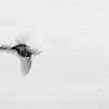 Image abstraite d'un oiseau volant en noir et blanc sur Anne Ponsen