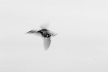 Image abstraite d'un oiseau volant en noir et blanc