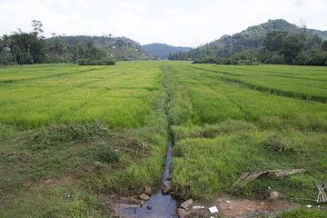 Rijst velden in Sri Lanka van Rijk van de Kaa