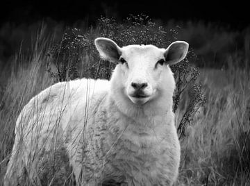 Moutons dans la prairie sur Maickel Dedeken