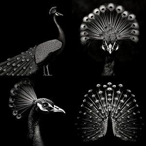 4 panel of a proud peacock in black and white by Margriet Hulsker