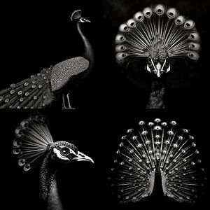 4 Tafeln mit einem stolzen Pfau in Schwarz und Weiß