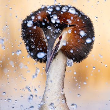 Vogels | Fuut baltsend en water gespetter! 1 van Servan Ott