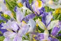 Purple and yellow gladioli