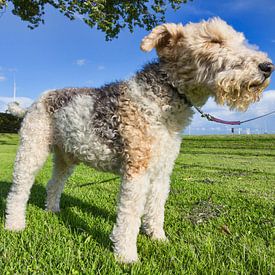 Leashed Fox Terrier with his nose in the wind by Rob Kints