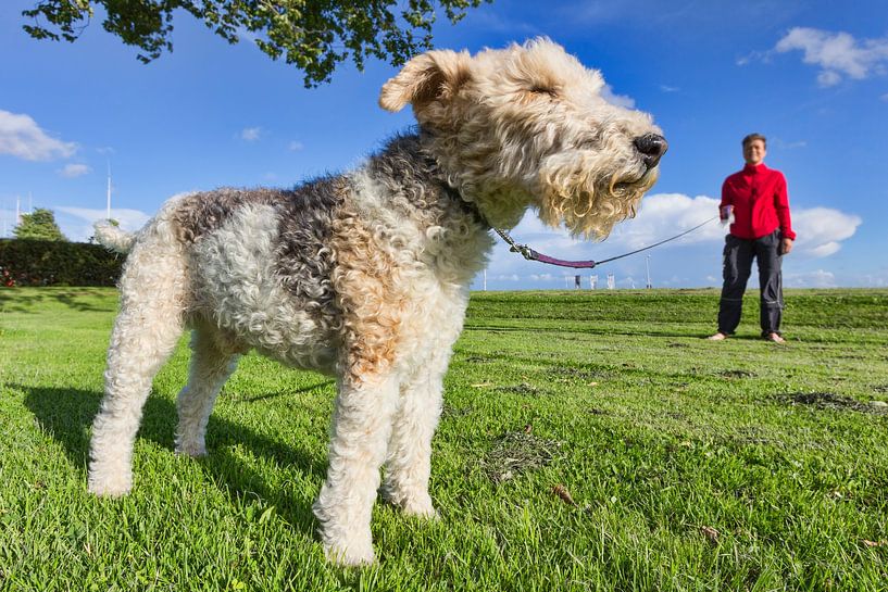 Fox Terrier en laisse, le nez au vent par Rob Kints