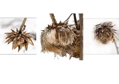 Vergänglichkeit....