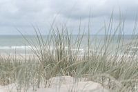 Dutch dunes